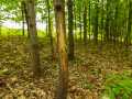 Boyceville Residential Real Estate