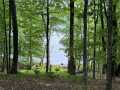 Birchwood Residential Real Estate