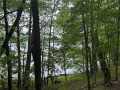 Birchwood Residential Real Estate