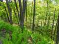 Boyceville Land Real Estate
