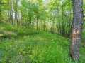 Boyceville Land Real Estate