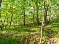 Boyceville Land Real Estate