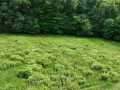 Downing Land Real Estate