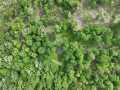 Downing Land Real Estate