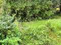 Boyceville Land Real Estate