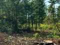 Boyceville Land Real Estate