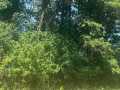 Boyceville Land Real Estate