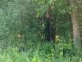 Boyceville Land Real Estate