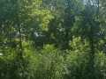 Boyceville Land Real Estate