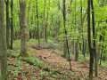 Ridgeland Land Real Estate