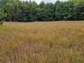 Ridgeland Land Real Estate