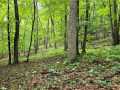 Ridgeland Land Real Estate