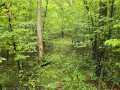 Ridgeland Land Real Estate
