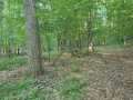 Colfax Land Real Estate