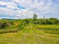 Elk Mound Land Real Estate