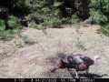 Colfax Land Real Estate