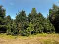 Colfax Land Real Estate
