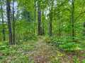 Webster Residential Real Estate