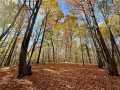 Elk Mound Land Real Estate