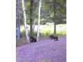 Ladysmith Residential Real Estate