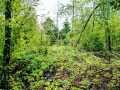 Ridgeland Land Real Estate