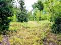 Ridgeland Land Real Estate