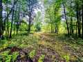 Ridgeland Land Real Estate