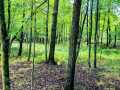 Ridgeland Land Real Estate