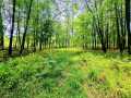 Ridgeland Land Real Estate