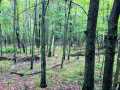 Ridgeland Land Real Estate