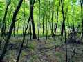 Ridgeland Land Real Estate