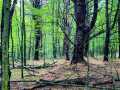 Ridgeland Land Real Estate