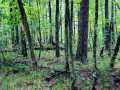 Ridgeland Land Real Estate
