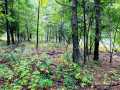 Ridgeland Land Real Estate