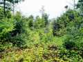 Ridgeland Land Real Estate