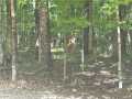 Birchwood Residential Real Estate