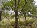 Colfax Land Real Estate