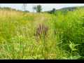 Boyceville Land Real Estate