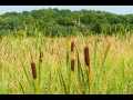 Boyceville Land Real Estate