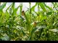 Boyceville Land Real Estate