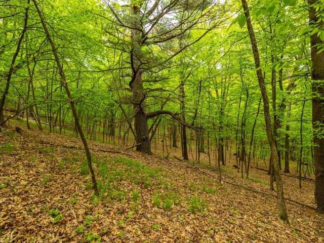 Boyceville Residential Real Estate