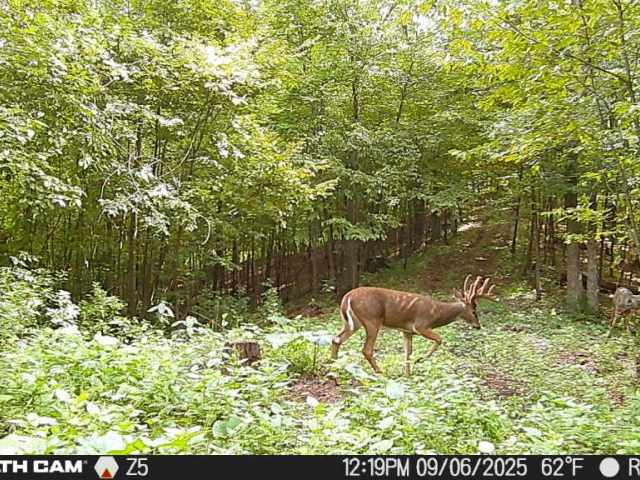 Boyceville Land Real Estate