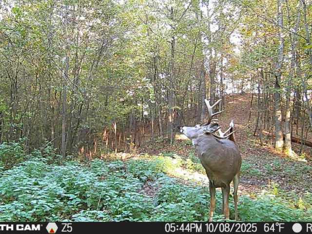 Boyceville Land Real Estate