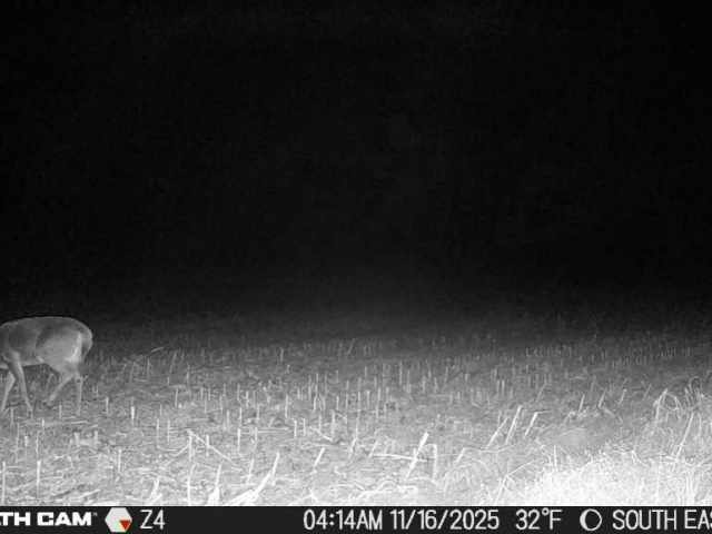 Boyceville Land Real Estate