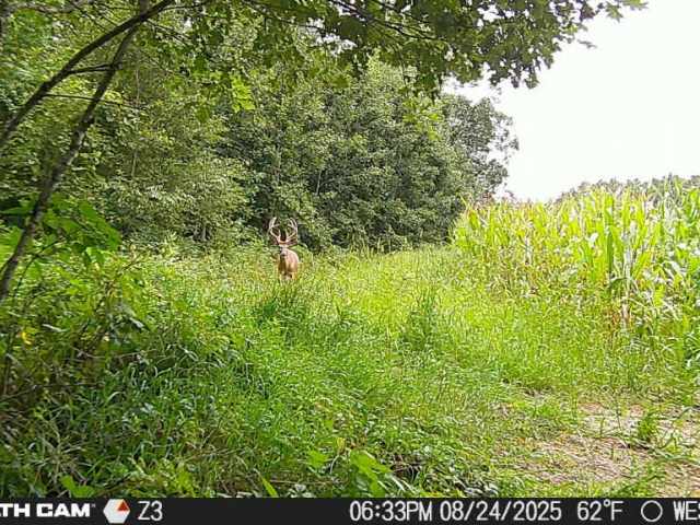 Boyceville Land Real Estate