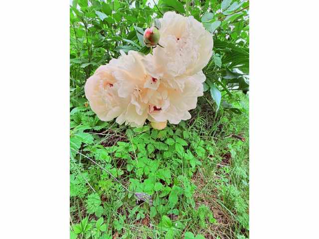 Menomonie Residential Real Estate