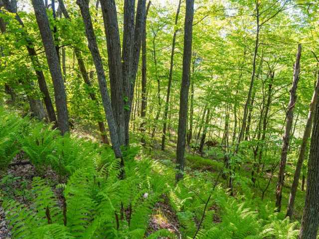 Boyceville Land Real Estate