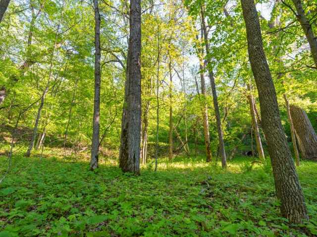 Boyceville Land Real Estate