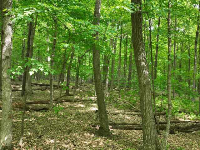 Downing Land Real Estate