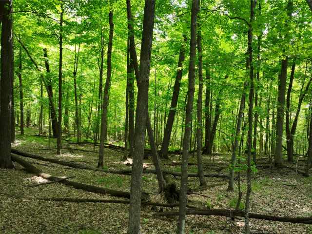 Downing Land Real Estate